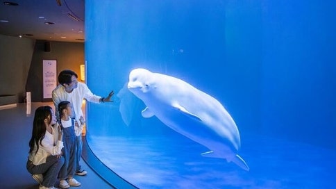 여수 아쿠아리움 할인 벨루가 공연 주차장 아이랑 아마존 가이드