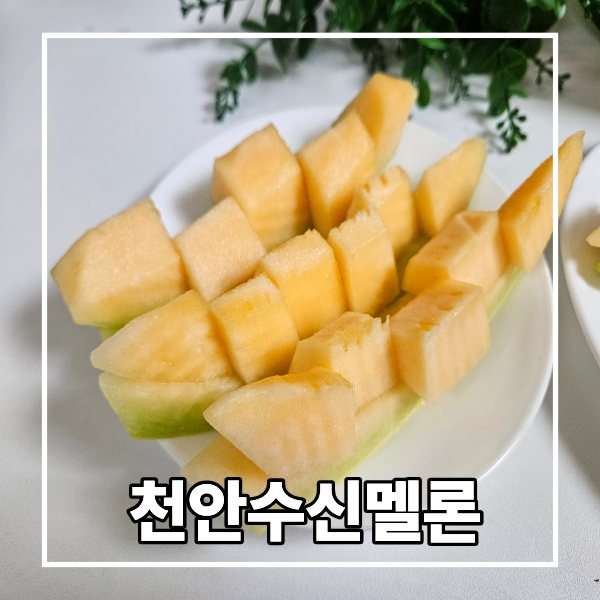 큰애가 추석선물로 보낸 국내산 고당도 천안수신멜론 내돈내산