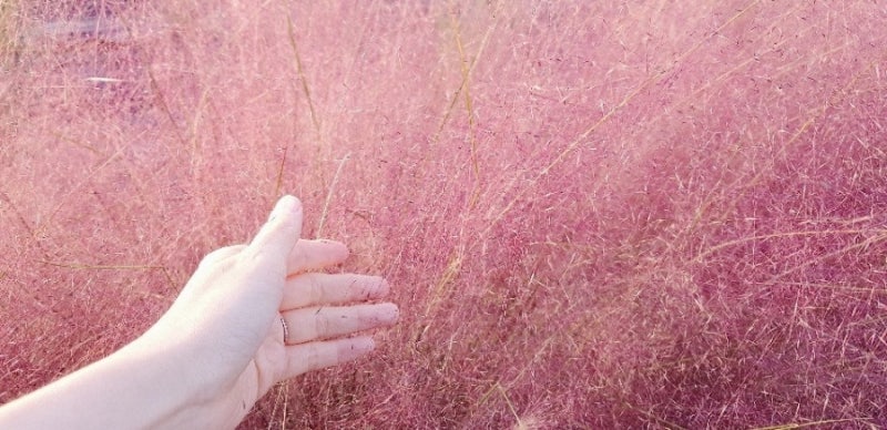 파주 마장호수 핑크뮬리 가을 나들이, 출렁다리까지 함께 즐겨요