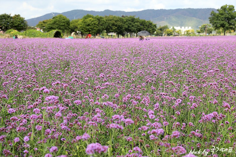 경주 첨성대 핑크뮬리 가을 국내여행 꽃구경
