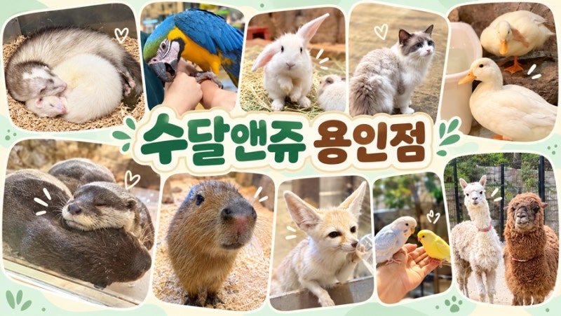 수달앤쥬 용인점｜용인 실내동물원 동물 먹이주기 체험 후기