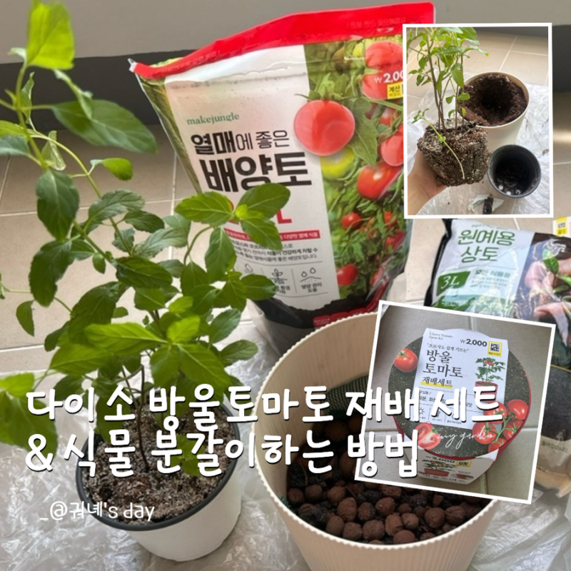 식집사 도전 다이소 재료로 허브 식물 분갈이와 방울 토마토 키우기