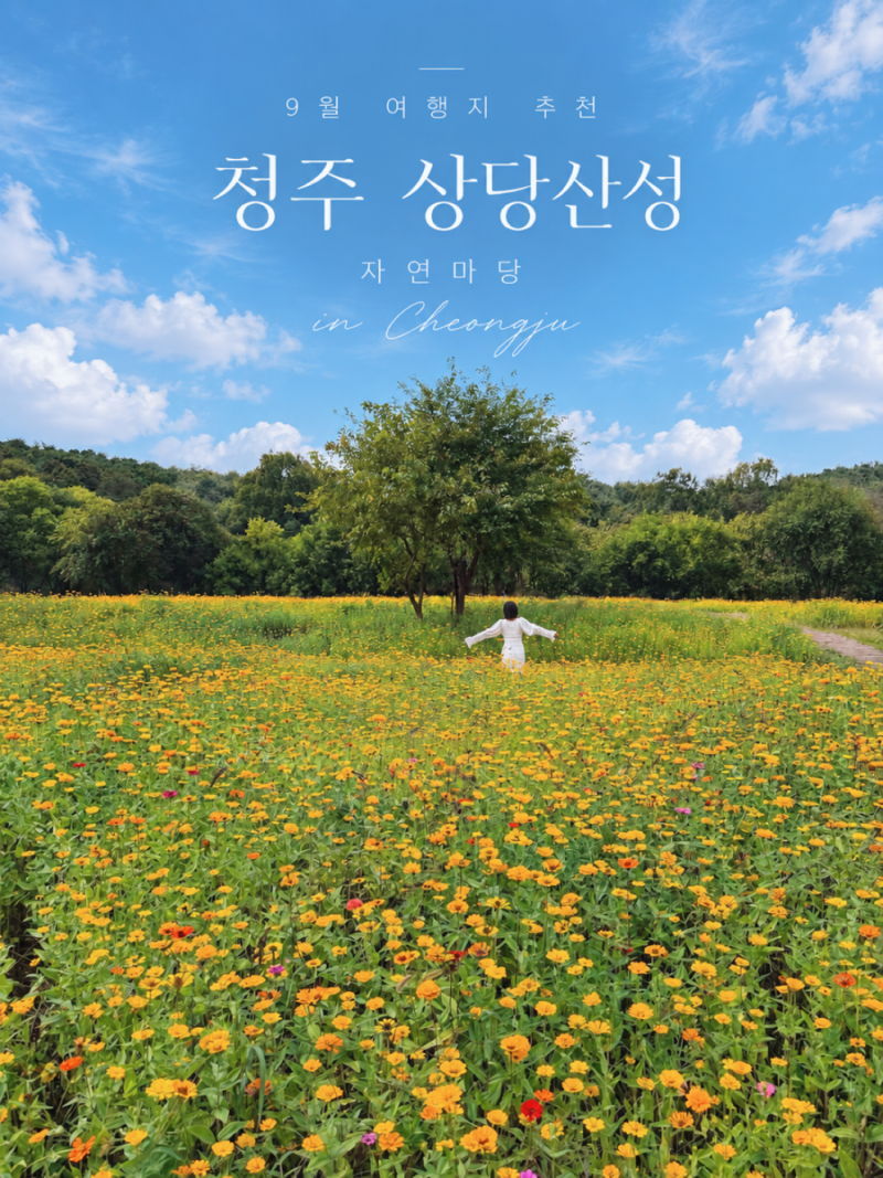청주 관광지 상당산성 자연마당 백일홍 코스모스 9월 충북 여행지 추천