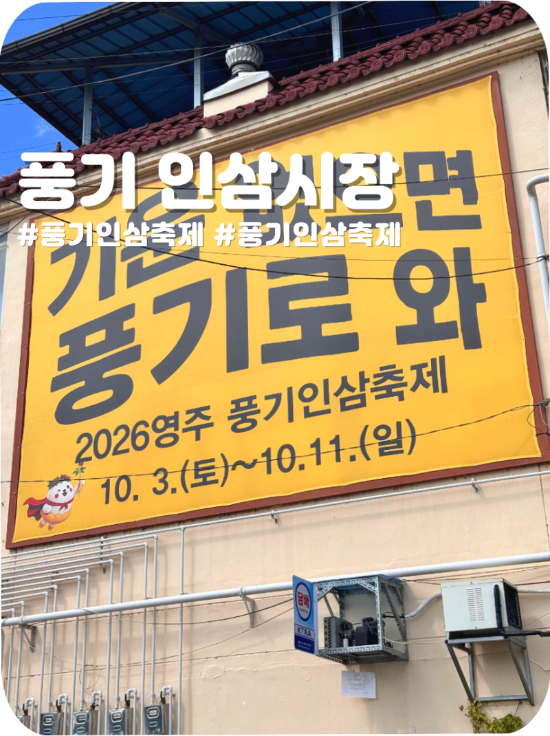 영주 풍기인삼시장 4곳 직접 다녀온 후기 | 1접 3만원대 인삼 득템 + 2026 풍기인삼축제까지