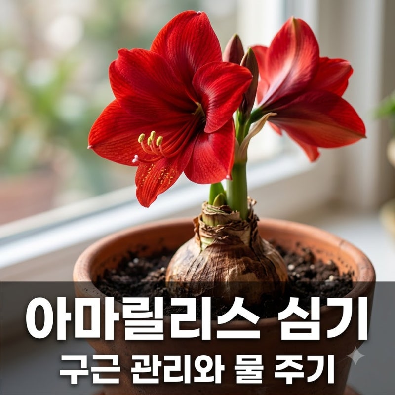 아마릴리스 구근 심는 법과 물 주는 시점 완벽 가이드