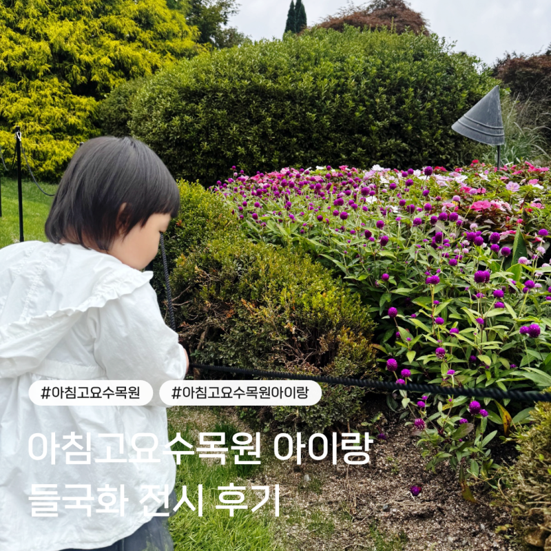 가평 아침고요수목원 아이랑 들국화 전시 후기, 입장료 주차 총정리