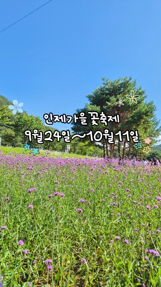 강원도 인제 가을꽃축제 일정 주차 주의해야할 팁 포함