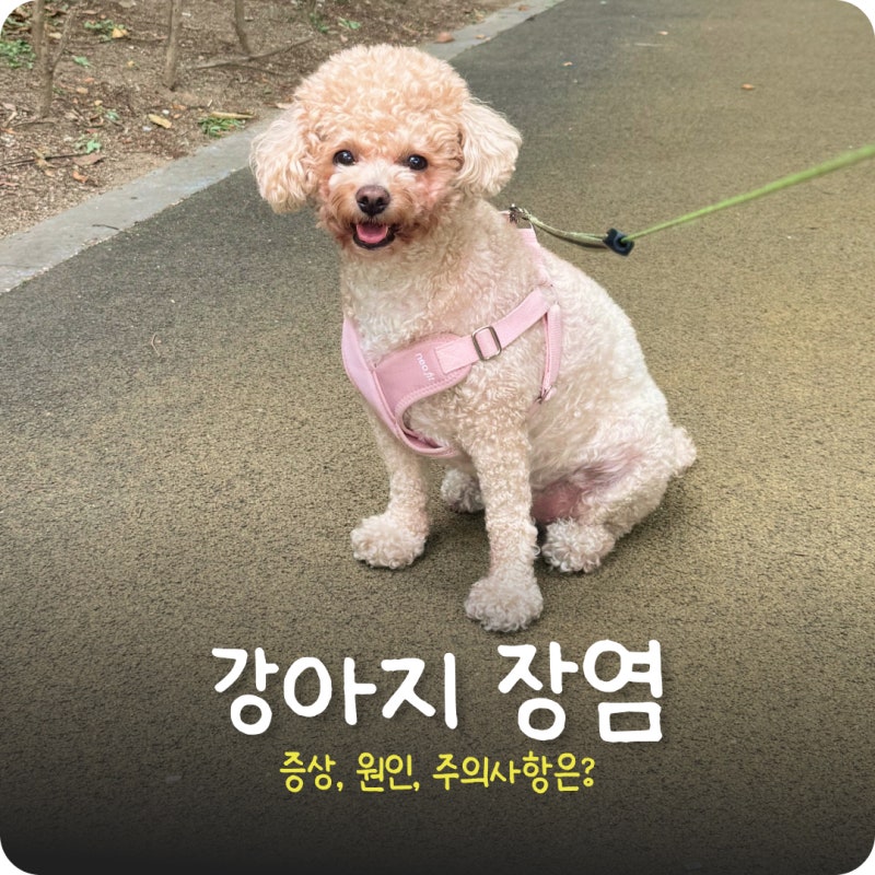 강아지 장염 증상, 검사 입원 주의사항 병원 가야할까?