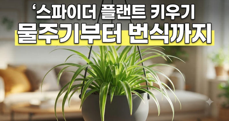 스파이더 플랜트 키우기 총정리: 물주기부터 나비란 번식까지 완벽 가이드