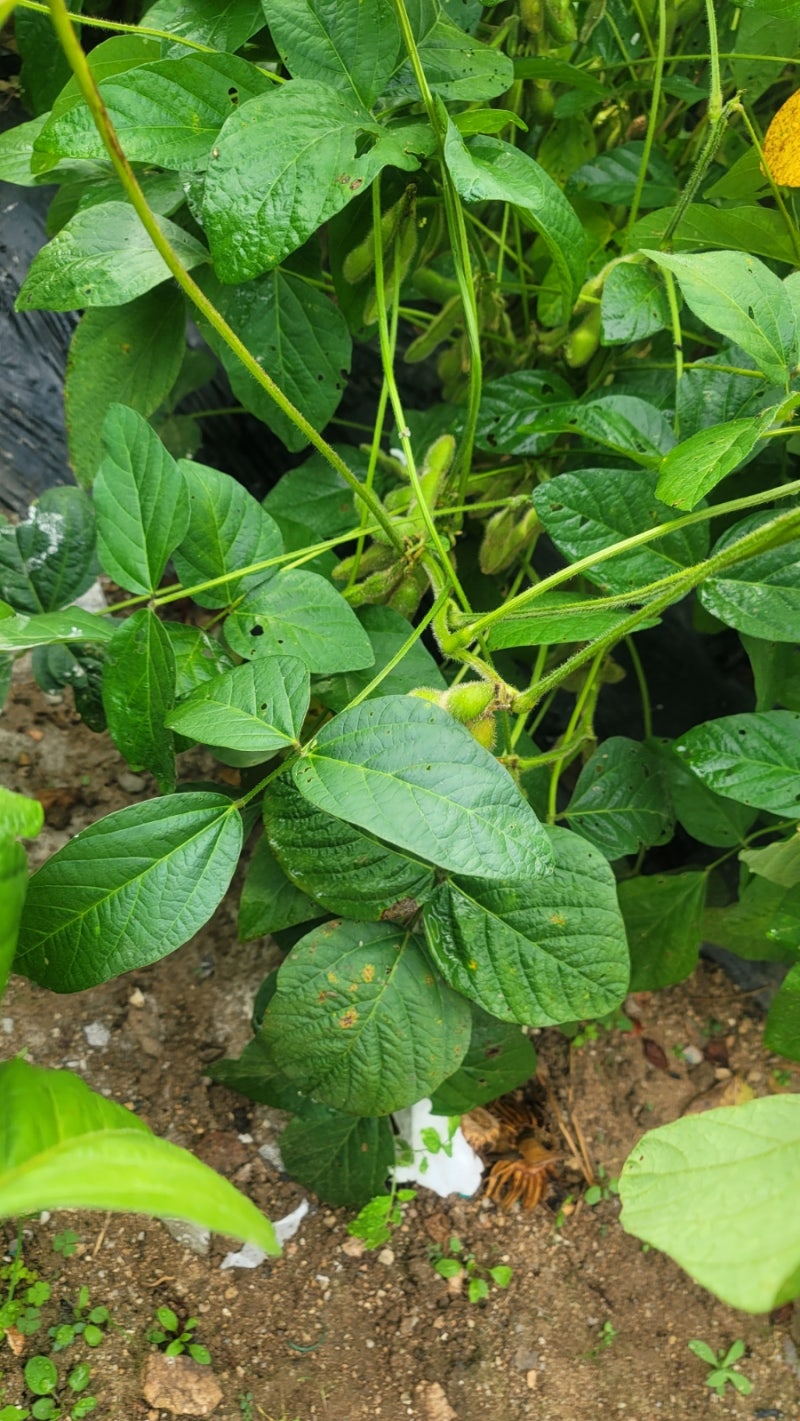 메주콩 수확시기 백태콩 아직 초록색인데 언제 베어야 할까