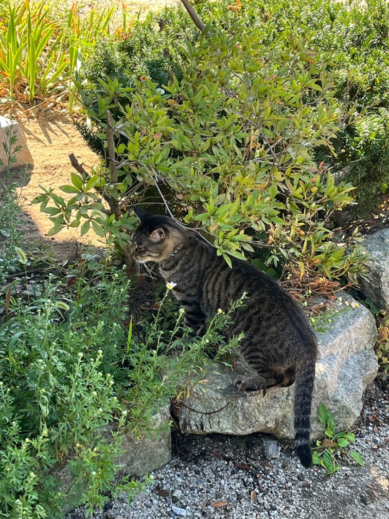 My First Myojuksa Temple Stay in 2026 (With Cats and Chuseok)