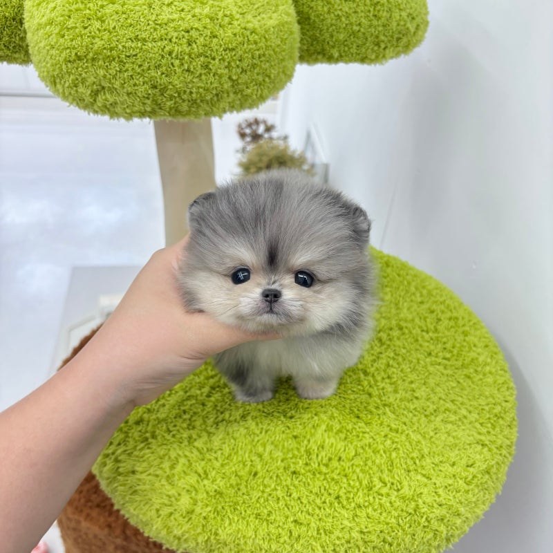청주강아지분양 포메라니안 성격과 털관리 알아보기