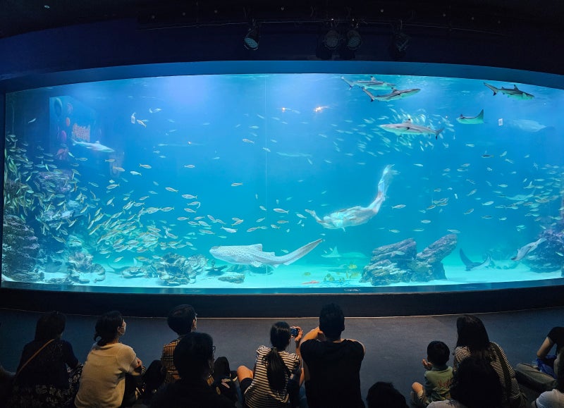 대구 아쿠아리움 할인 신세계백화점 아이와 가볼만한곳 실내 놀거리