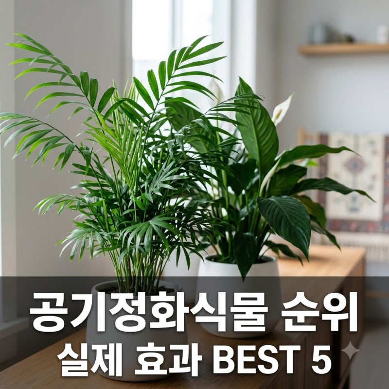 공기정화식물 순위 BEST 5 실제 효과 있는 종류 추천