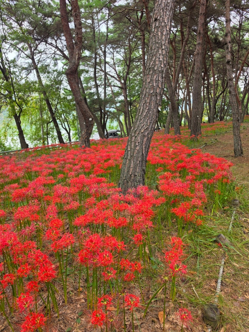경남 사천 여행 9월 꽃구경 가볼 만한 곳 꽃무릇 명소 두량유원지