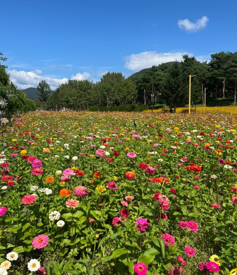 [경기 가평] Colorful Garden 자라섬 꽃 페스타