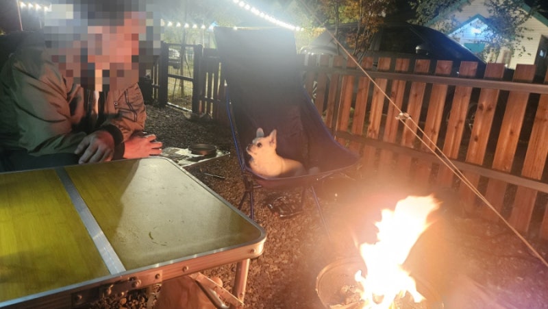 가평 계곡 애견동반 캠핑장. 머무름캠핑 2박 3일 ️