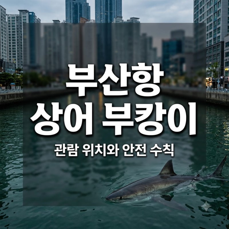 부산항 상어 부캉이 위치와 관람 팁, 안전 수칙은?