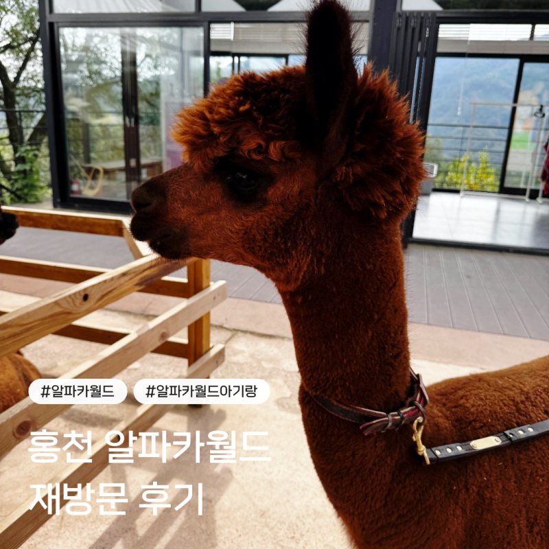 아기랑 홍천 알파카월드 재방문, 오픈런 해야 하는 이유
