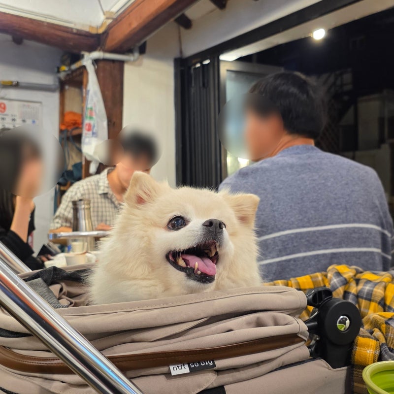 [수원 행궁동 맛집] 빨간지붕 냉삼 후기｜야장 웨이팅 & 솜이랑 애견동반