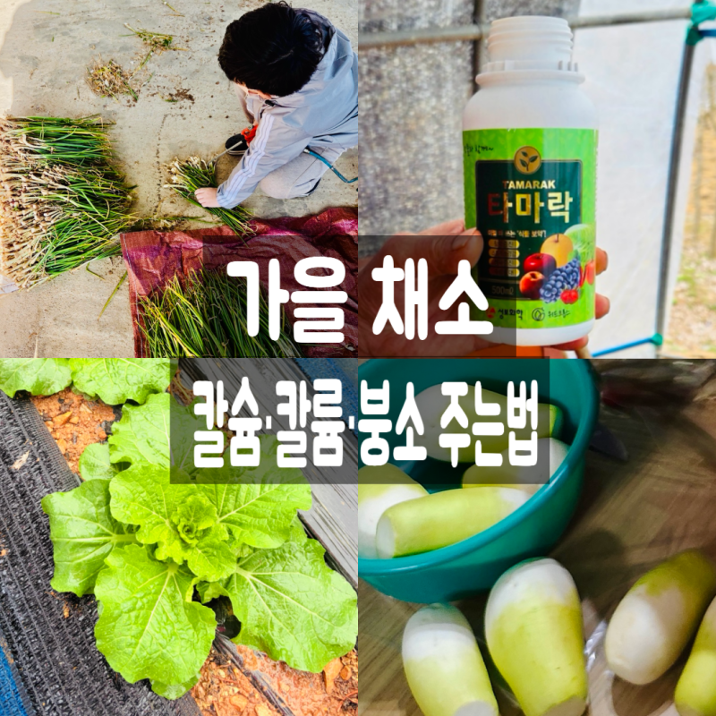 김장배추 웃거름 주는 시기와 무 바람들이 예방! 김장갓 쪽파 비료 길항작용 3가지와 올바른 ....
