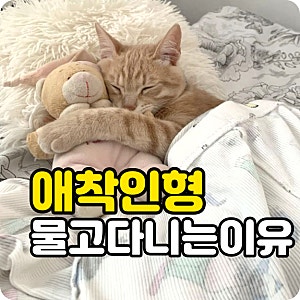 고양이 애착인형 왜 물고 다닐까? 꾹꾹이부터 숨기는 행동까지 이유 알아보기