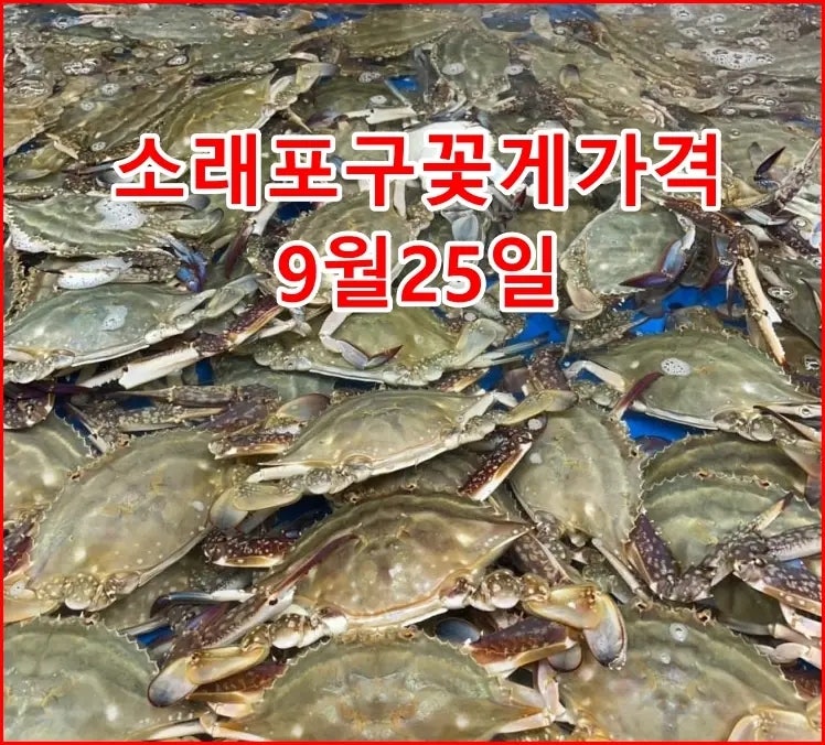 소래포구 꽃게 가격 비쌀 줄 알았는데.. 가을 수산물 시세 직접 확인해보니 소름돋는 반전 (....