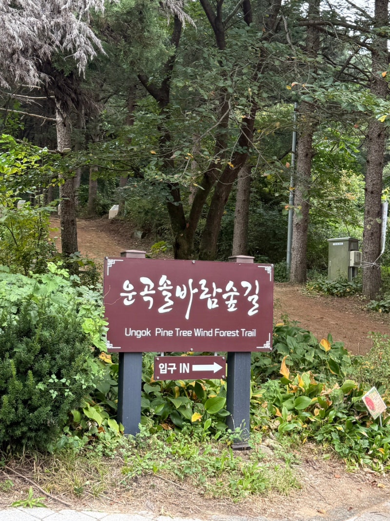 원주 운곡솔바람숲길 | 맨발걷기 | 직접 걸어 본 후기