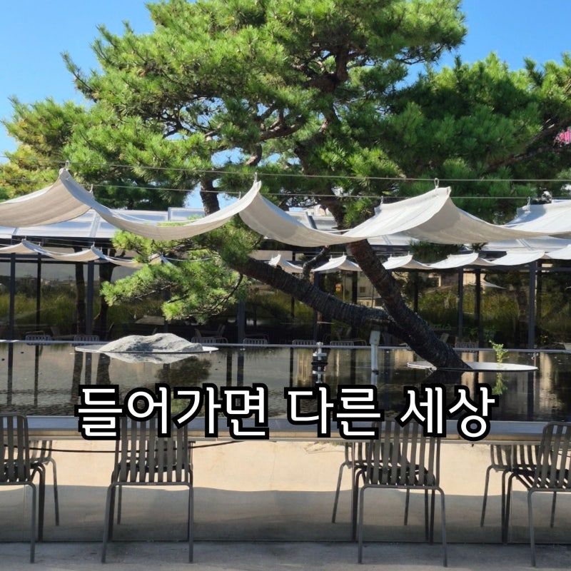강릉 애견동반카페 엔드투앤드, 들어가면 다른 세상이 펼쳐져요