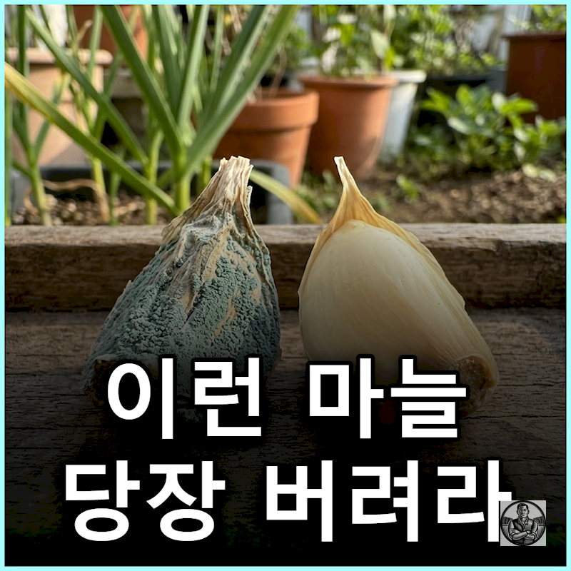 "아까워도 당장 골라내세요" 푸른 곰팡이 씨마늘 선별 기준