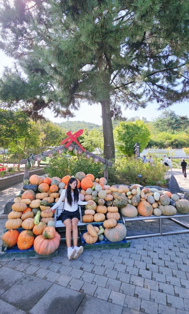 [안산 가볼만한곳] 붉게 물든 가을, 대부도 바다향기수목원 산책 코스 총정리 (입장료·주차 ....