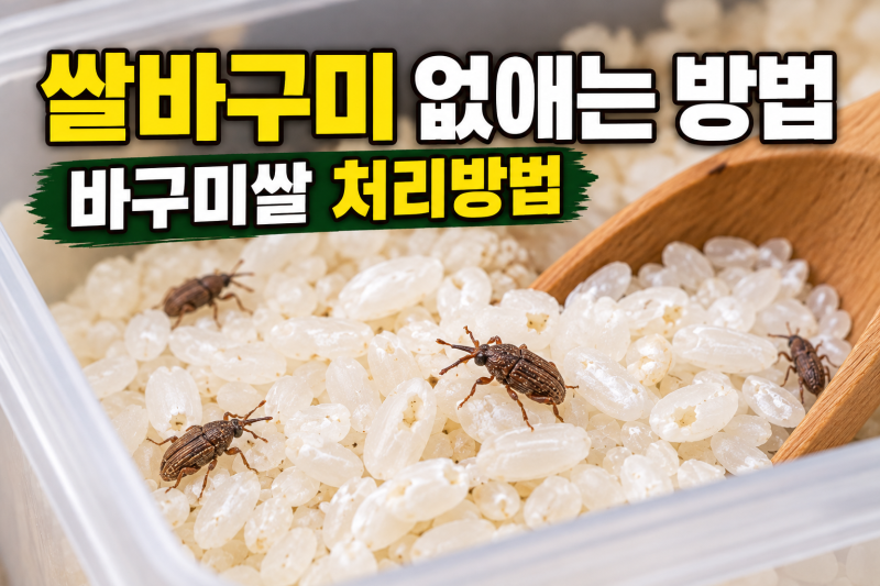 쌀바구미 없애는 방법, 퇴치법과 바구미쌀 처리방법