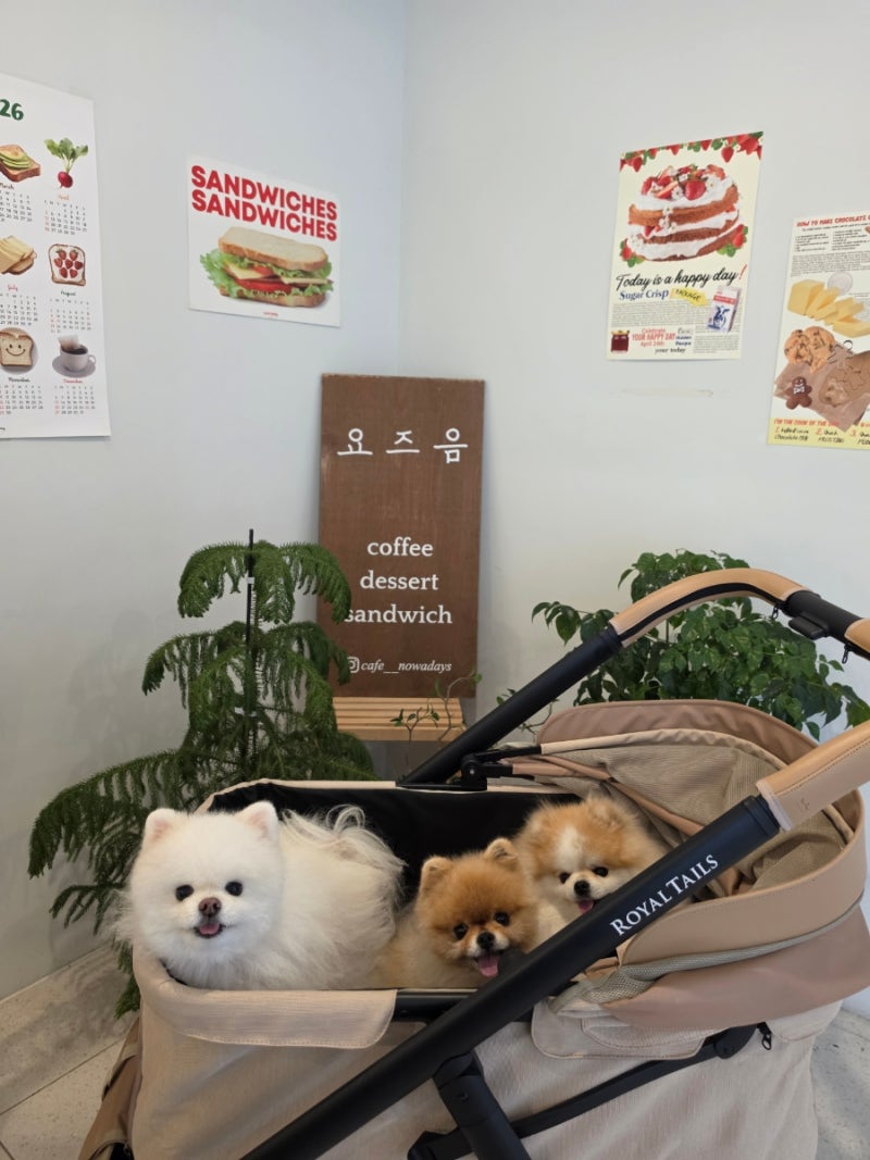 군산 애견동반 카페 디저트맛집 [카페요즈음]