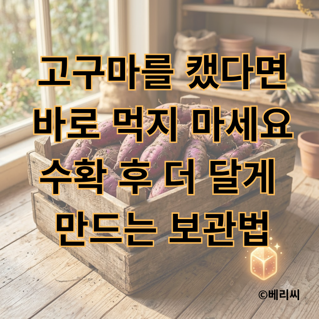 고구마를 캤다면 바로 먹지 마세요｜수확 후 더 달게 만드는 보관법