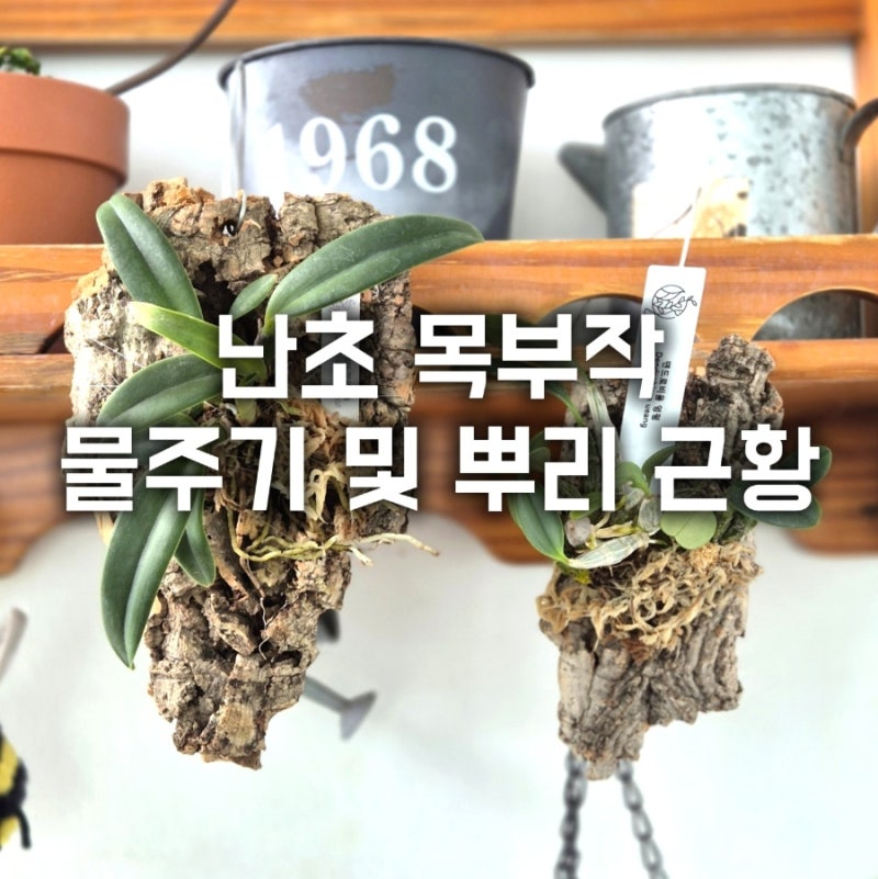 카틀레야 옐로우돌 & 덴드로비움 엉펑 목부작 물주기 및 뿌리 근황,,