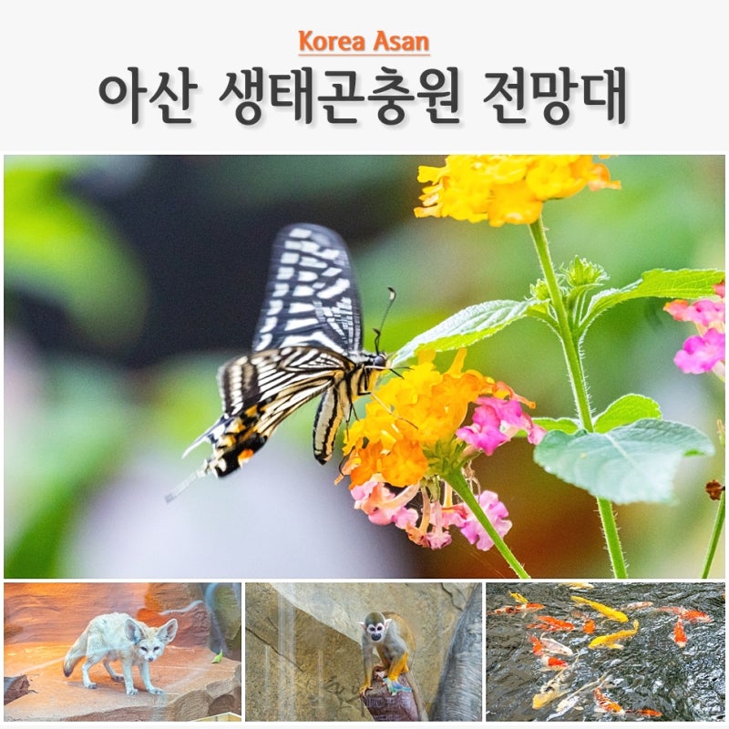 Places to Visit with Kids in Cheonan and Asan: Horongbit Park, Indoor Playground, Asan Ecological Insect Garden, and Greentower Observatory