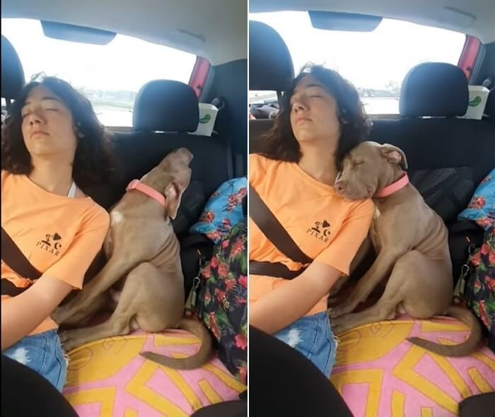 차 안에서 쿨쿨…언니 품에 파묻혀 단잠 빠진 아기 핏불의 순간