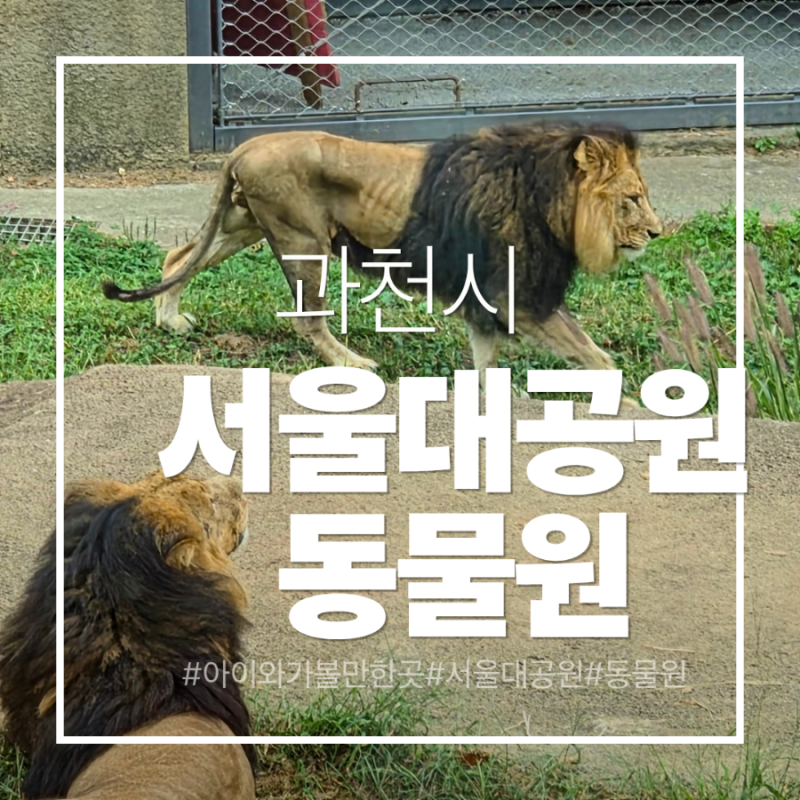 아이와 서울대공원 동물원 주차 꿀팁 리프트 타고 편하게 관람하는 코스 식물원까지