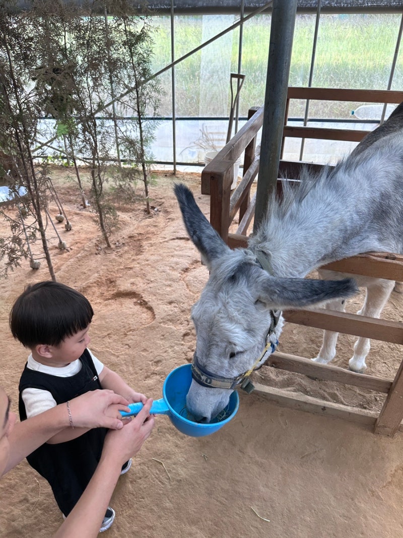 용인 무럭무럭농장 18개월 아기랑 다녀온 후기｜용인 동물 먹이주기 체험