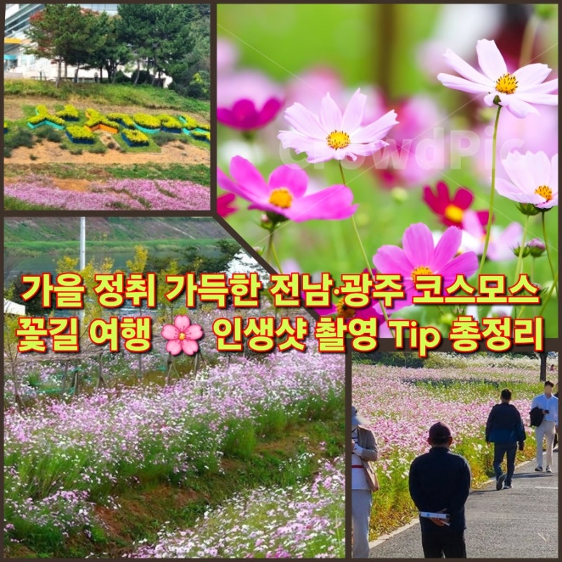 [전남·광주 가을 여행] 인생샷 보장! 코스모스 명소 BEST 6 & 촬영 팁