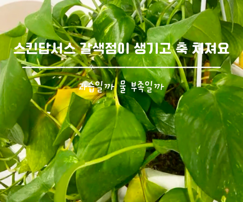 스킨답서스 줄기가 갈색으로 변하고 잎에 점이 생겨요, 과습일까 물 부족일까