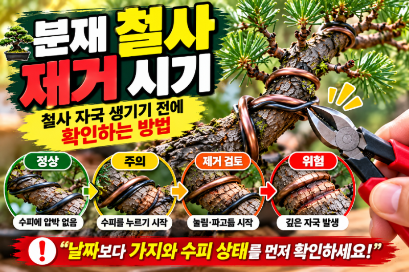 분재 철사 제거시기