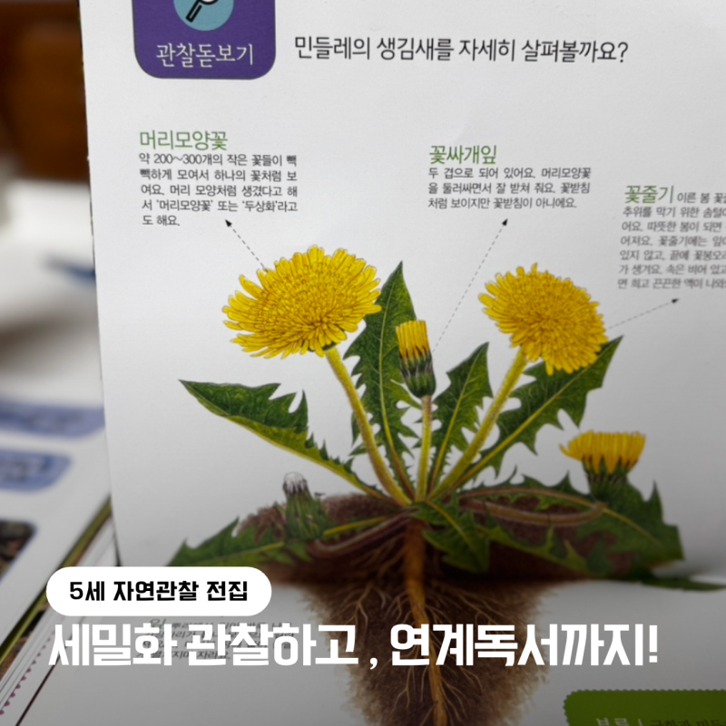 그림책 연계독서까지 이어지는 5세 전집 블루래빗 생생자연관찰 - 민들레 읽고 문해력 키우....