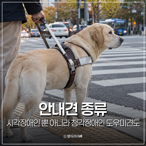 안내견 종류 시각장애인 뿐 아니라 청각장애인 도우미견도