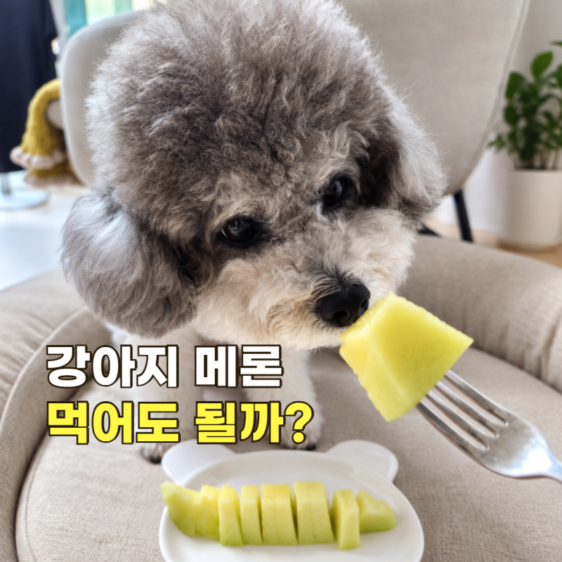강아지 메론 먹어도 될까? 제철 메론 씨·껍질부터 급여량까지