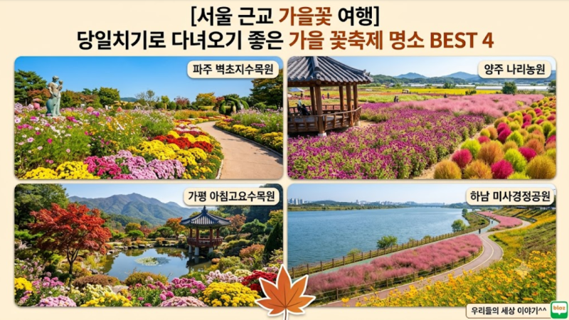 [서울 근교 가을꽃 여행] 당일치기로 다녀오기 좋은 가을 꽃축제 명소 BEST 4
