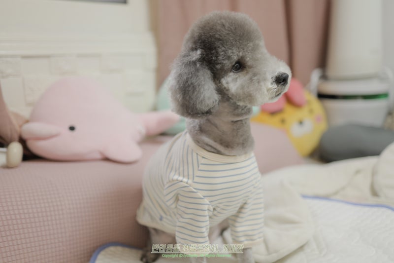 강아지가 입을 핥는 이유, 정말 강아지 뽀뽀일까?