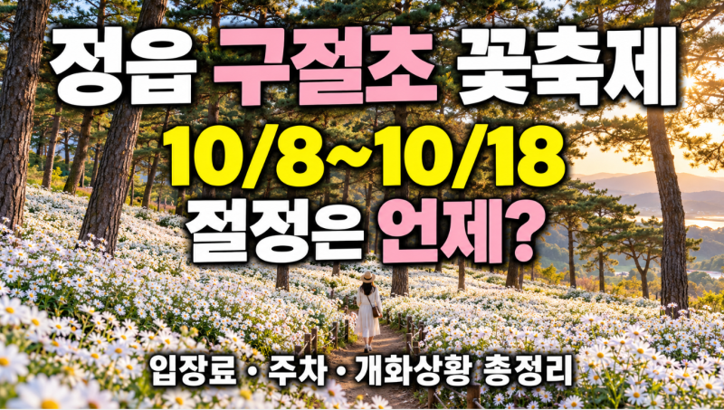 정읍 구절초 꽃축제｜개화상황·입장료·주차·절정시기