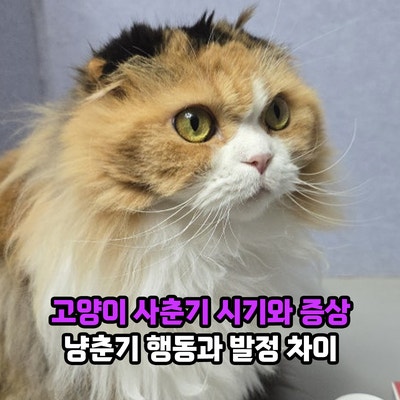고양이 사춘기 시기와 증상, 냥춘기 행동과 발정 차이는?