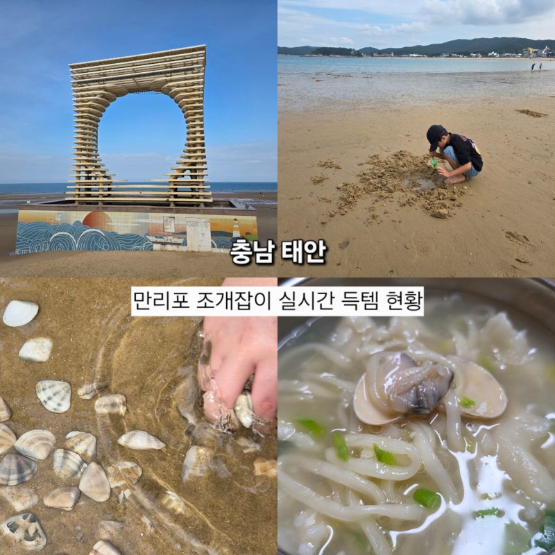 태안 만리포 해수욕장 조개 캐기 체험 물때표